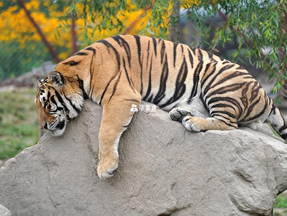 孕期梦见老虎预示生男生女？老虎象征与胎儿性别有何关联？-第1张图片-郑州医学网