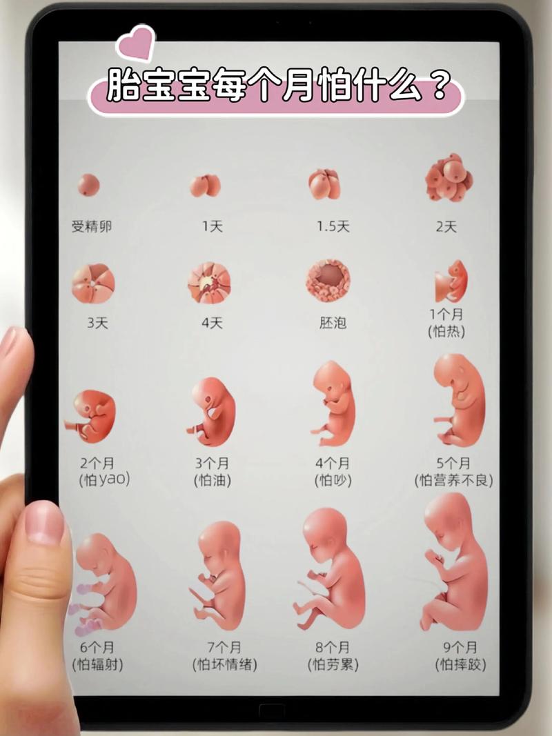 孕期每月胎儿发育关键期，孕妈哪些行为可能让宝宝害怕？-第2张图片-郑州医学网