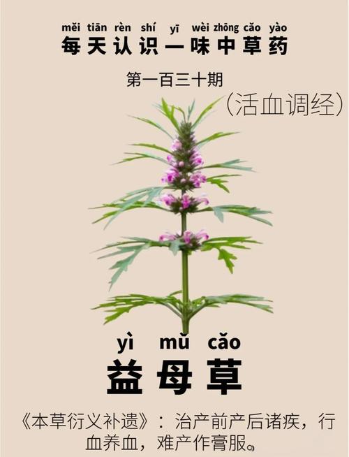 备孕期间喝益母草真的安全吗？对怀孕有影响吗？-第2张图片-郑州医学网