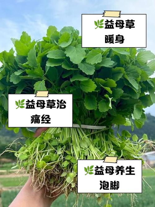 备孕期间喝益母草真的安全吗？对怀孕有影响吗？-第3张图片-郑州医学网