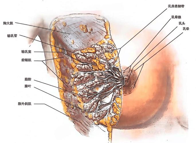 孕期乳头分泌物出现异味是正常现象吗？会对胎儿或哺乳有影响吗？-第2张图片-郑州医学网