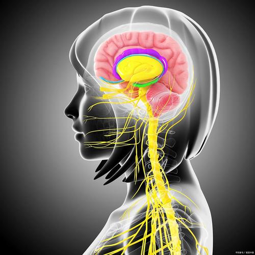 新生儿中枢神经的表现-第1张图片-郑州医学网