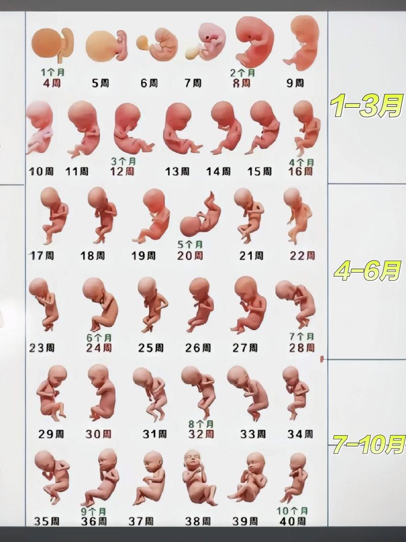 孕期胎儿在几个月长得最快?不同阶段发育重点有何差异?-第1张图片-郑州医学网 孕期胎儿在几个月长得最快?不同阶段发育重点有何差异?-第1张图片-郑州医学网