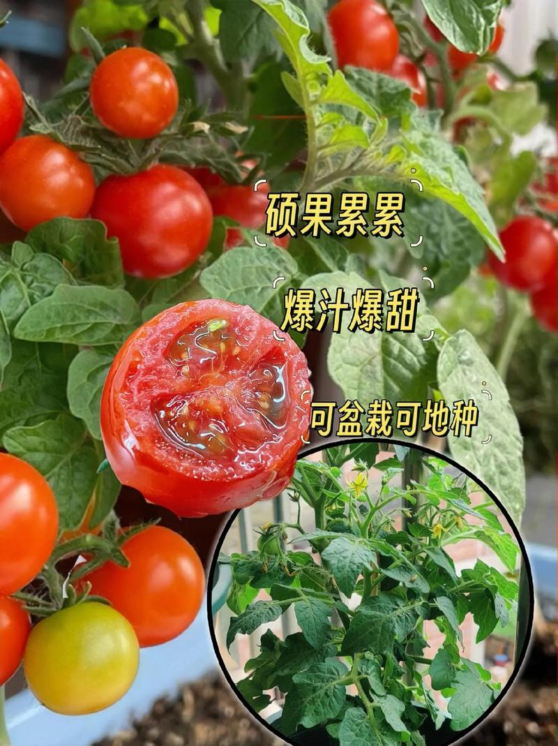 孕期爱吃圣女果真能影响胎儿性别吗？科学依据在哪里？-第2张图片-郑州医学网