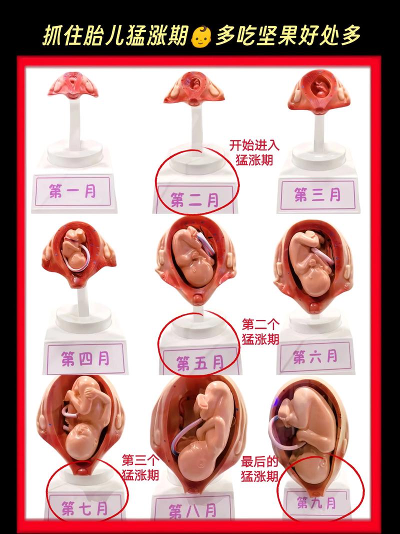 孕期吃瓜子对胎儿发育有影响吗？需要注意哪些食用量和禁忌？-第2张图片-郑州医学网