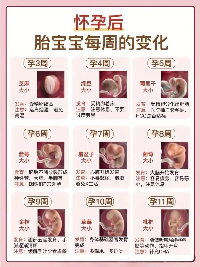 孕期每周发育过程图，胎儿每周变化有哪些关键信号？-第2张图片-郑州医学网
