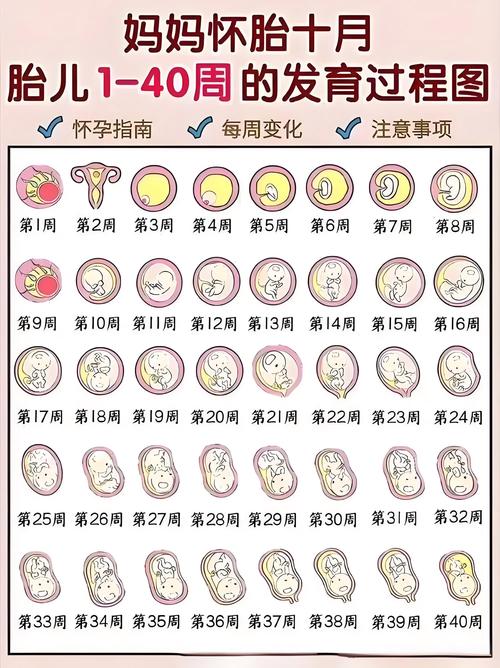 孕期每周发育过程图，胎儿每周变化有哪些关键信号？-第1张图片-郑州医学网