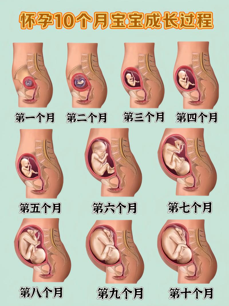孕期每周发育过程图，胎儿每周变化有哪些关键信号？-第3张图片-郑州医学网