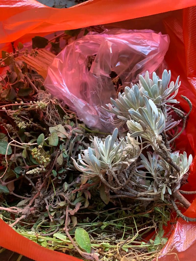 新生儿黄疸用什么中药更安全有效？需注意哪些禁忌事项？-第1张图片-郑州医学网