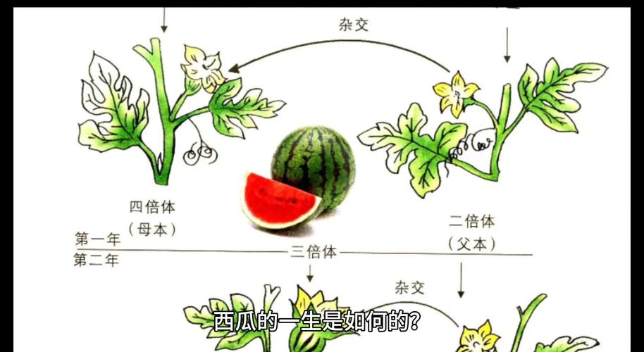 孕期梦见西瓜真能预测生男生女?科学依据还是民间迷信?-第1张图片-郑州医学网 孕期梦见西瓜真能预测生男生女?科学依据还是民间迷信?-第1张图片-郑州医学网