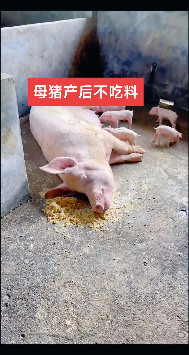 母猪孕期不食的诱因有哪些？如何科学治疗保障胎儿健康？-第1张图片-郑州医学网
