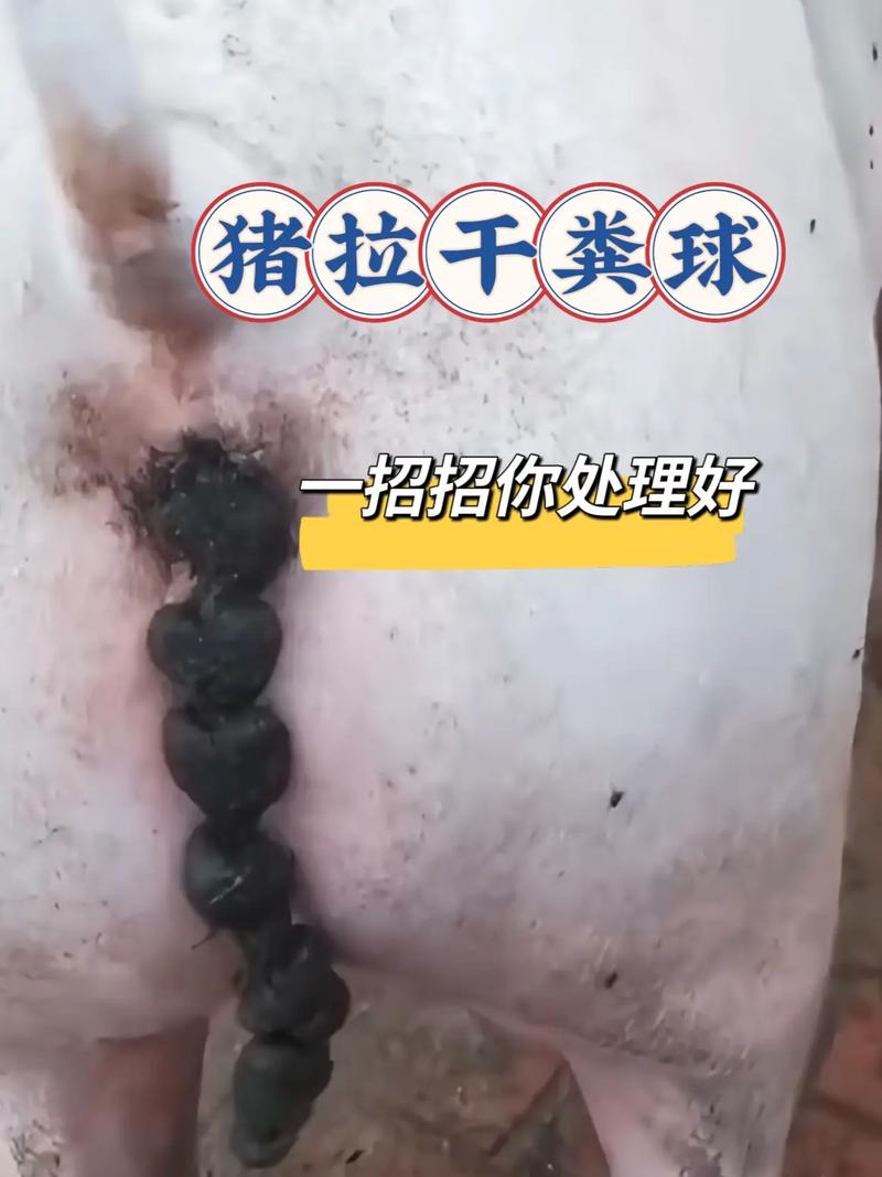 母猪孕期不食的诱因有哪些？如何科学治疗保障胎儿健康？-第3张图片-郑州医学网